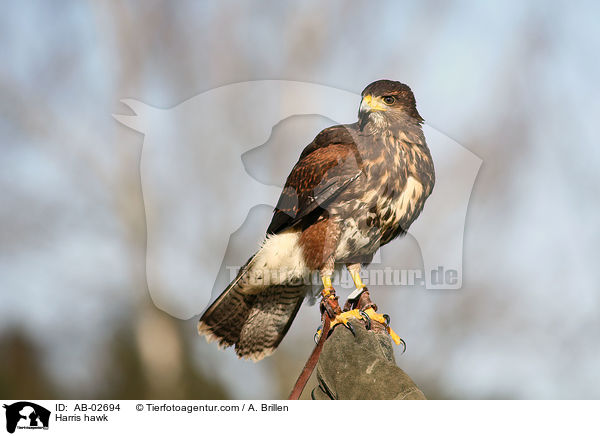 Wstenbussard / Harris hawk / AB-02694