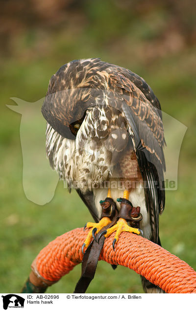 Harris hawk / AB-02696