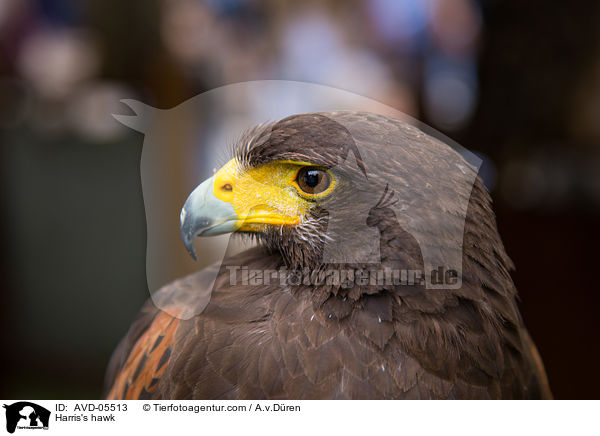 Wstenbussard / Harris's hawk / AVD-05513