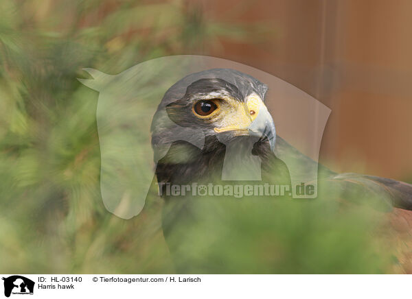 Harris hawk / HL-03140