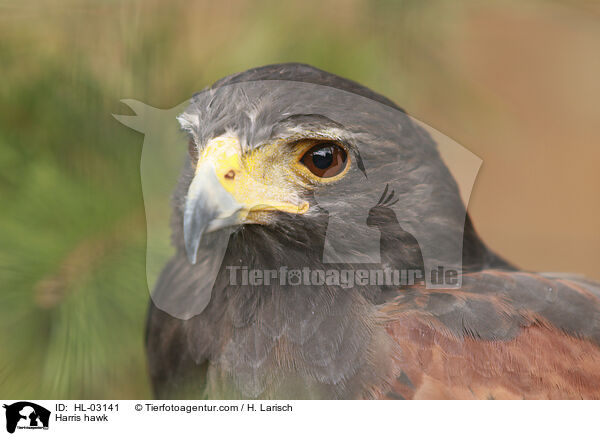 Harris hawk / HL-03141