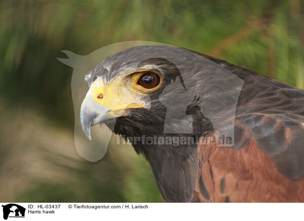 Harris hawk / HL-03437