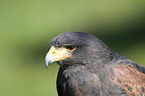 Harris Hawk