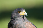 Harris Hawk