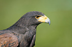 Harris Hawk