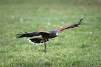 harris hawk