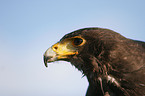 harris hawk