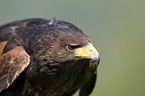 Harris hawk