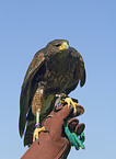 Harris hawk