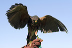 Harris hawk