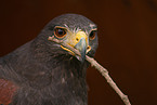 harris hawk