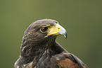 Harris's Hawk portrait