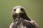 Harris's Hawk portrait