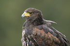 Harris's Hawk portrait