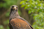 Harris's hawk