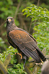 Harris's hawk