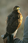 Harris's hawk