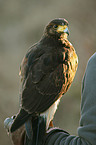 Harris's hawk