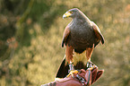 Harris's hawk