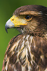 Harris's hawk