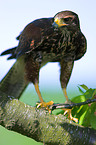 Harris's hawk