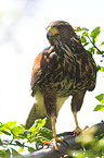 Harris's hawk