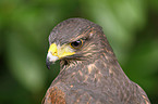 Harris's hawk portrait