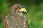 Harris's hawk portrait