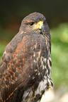 Harris's hawk portrait