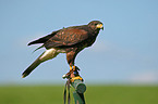 Harris's hawk