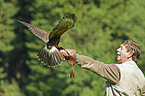 falconer and Harris's hawk