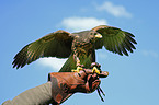 Harris's hawk