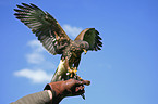 Harris's hawk