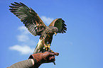 Harris's hawk