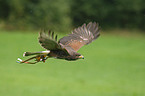 flying Harris's hawk