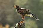 Harris hawk