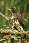 Harris hawk