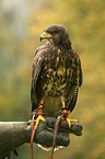 Harris hawk