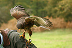 Harris hawk