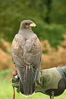 Harris hawk