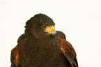 Harris hawk