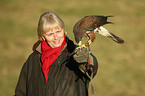 Harris hawk