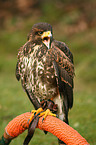 Harris hawk