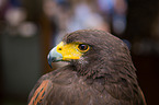 Harris's hawk