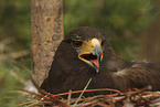 Harris hawk