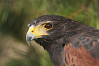 Harris hawk