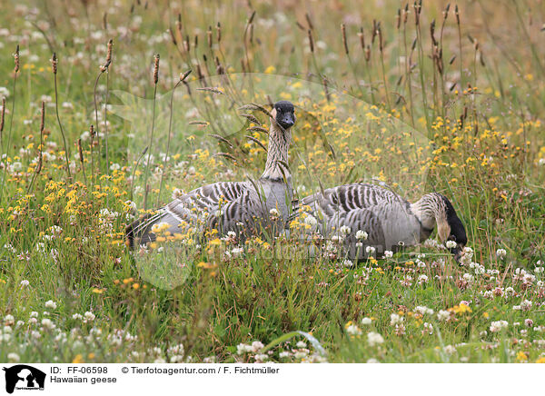 Hawaiian geese / FF-06598