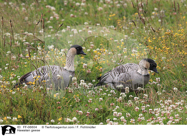 Hawaiignse / Hawaiian geese / FF-06604