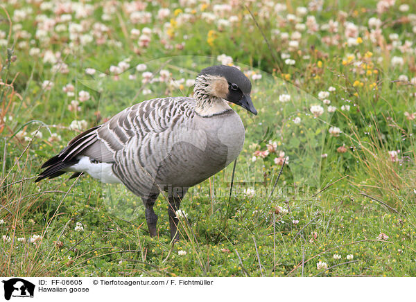 Hawaiian goose / FF-06605