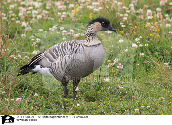 Hawaiian goose / FF-06606